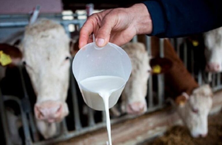 Federalno ministarstvo poljoprivrede planira povećanje novčane podrške za proizvodnju mlijeka kod fizičkih lica. Facebook