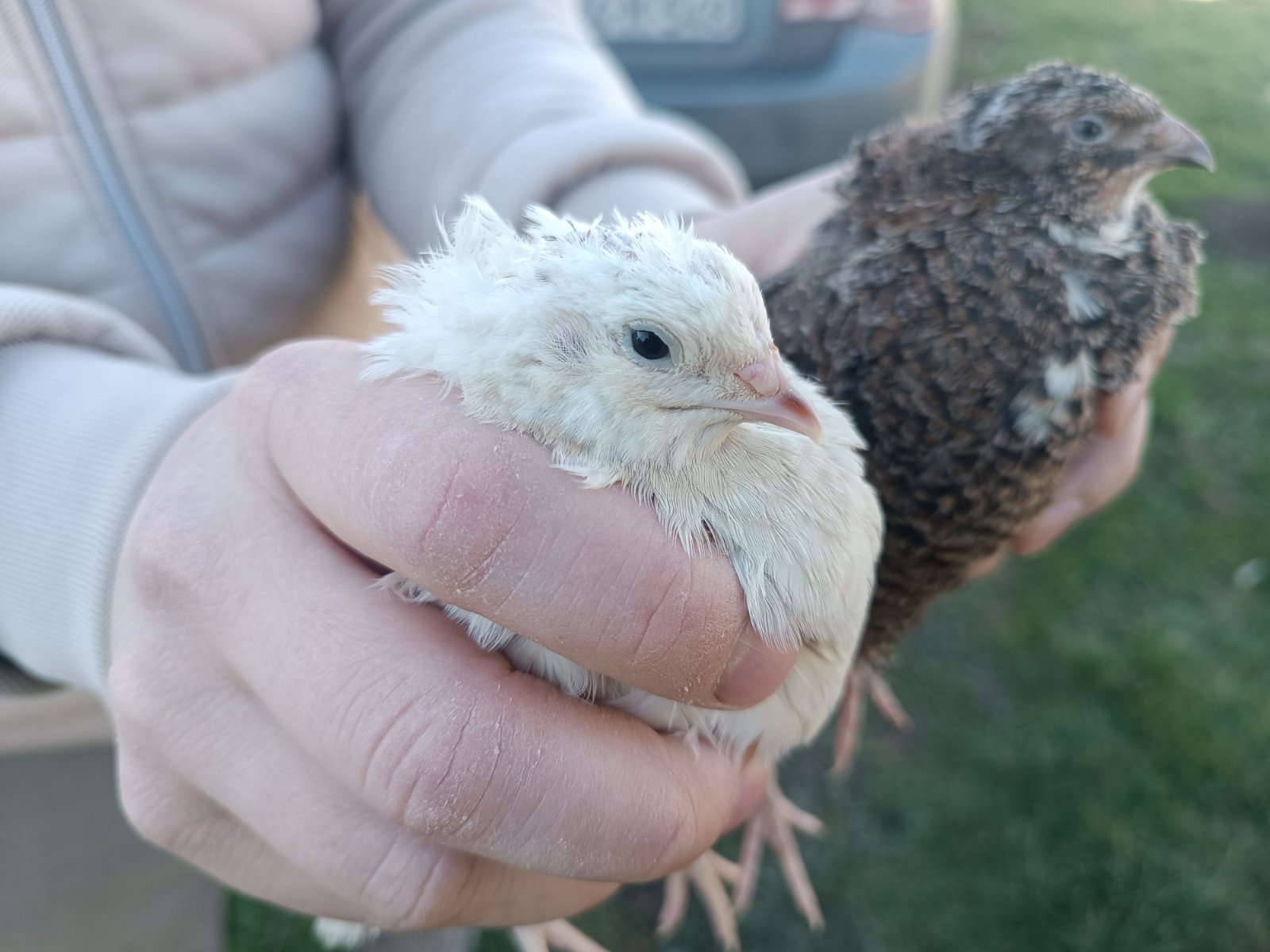 Ljudi mu dolaze zbog ZDRAVLJA, a on tvrdi da je MNOGIMA POMOGAO: Jedno prepeličije jaje je kao 5 kokošijih