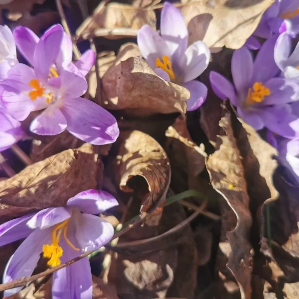 Prvo džemre označilo početak talasa toplote