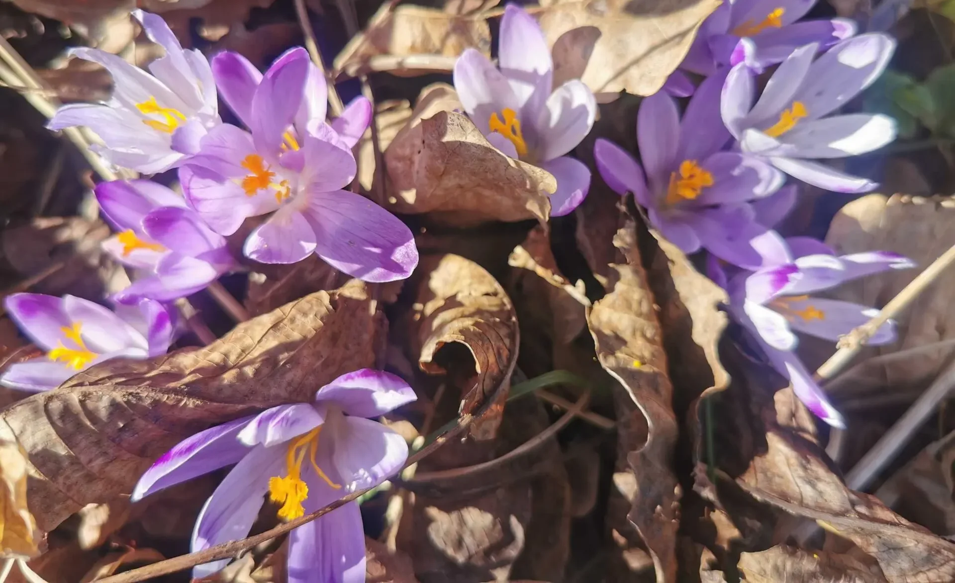 Prvo džemre označilo početak talasa toplote