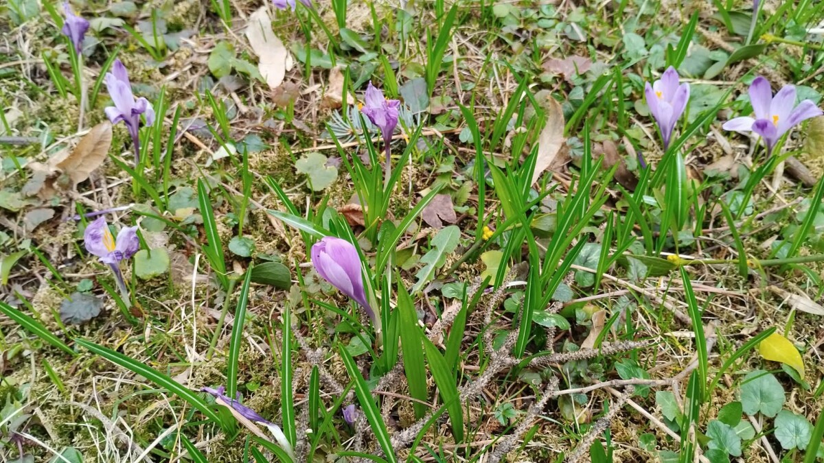 Puca i treće džemre: Toplo i ove sedmice, možete u polja