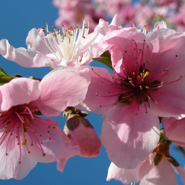 Breskve već procvjetale širom BiH: Behar stigao već sredinom marta