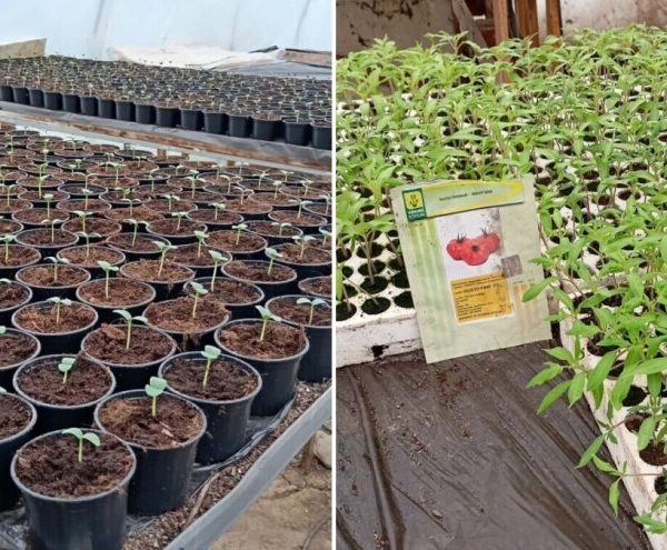 Kada obaviti sjetvu i sadnju: Koliko sjemena i presadnica je potrebno po kulturama?