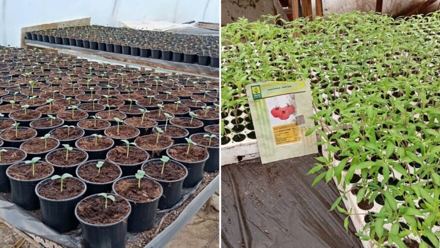 Kada obaviti sjetvu i sadnju: Koliko sjemena i presadnica je potrebno po kulturama?