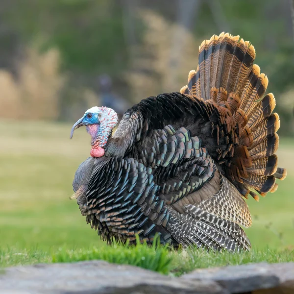 Ptičija gripa: Najosjetljivije kokoške i tuke, institucije pozivaju na stroge mjere zaštite