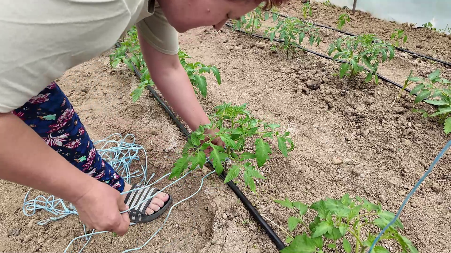 Sve je manje površina za sjetvu u tuzlanskom kraju, u novoj sezoni će biti manje krompira i povrtnog bilja