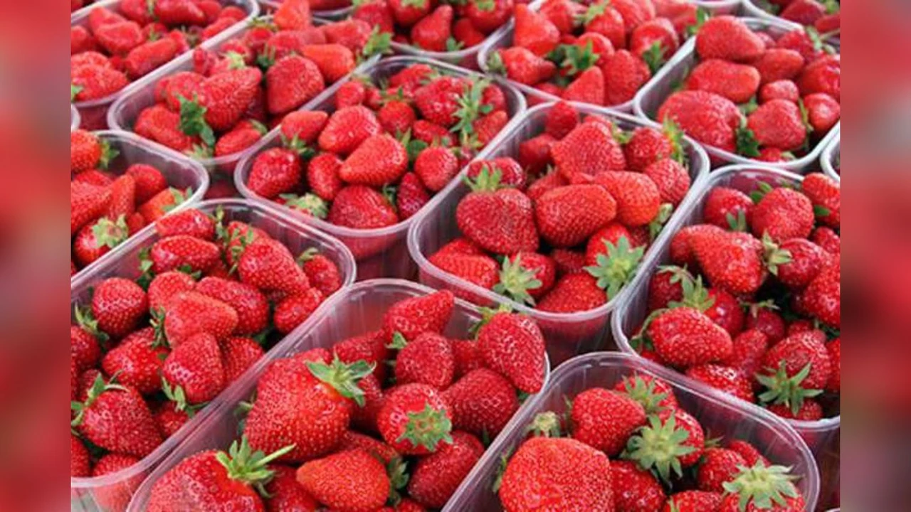 Počela je sezona jagoda: Donosimo nekoliko savjeta kako prepoznati koje su domaće